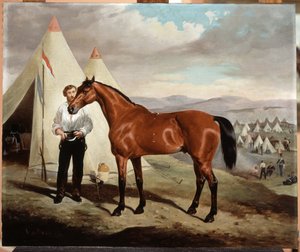 Sir Briggs, Pferd von Lord Tredegar (1831-1913) der 17. Lancers, im Lager auf der Krim 1854, 1856